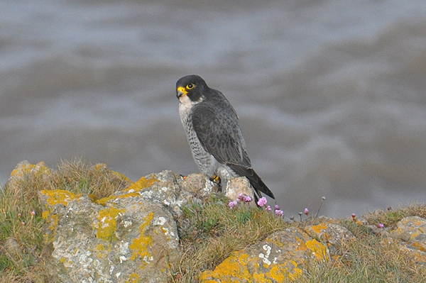 Peregrine