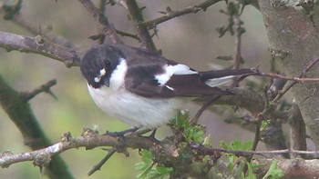 Photo of Pied Flycatcher