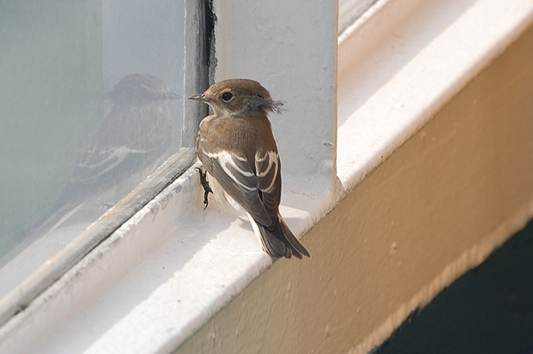 Pied Flycatcher