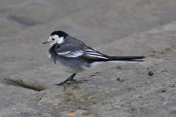 Pied Wagtail