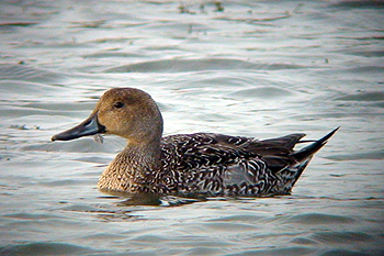 Pintail