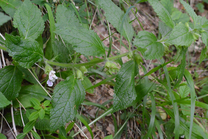 Bastard Balm Melittis melissophyllum