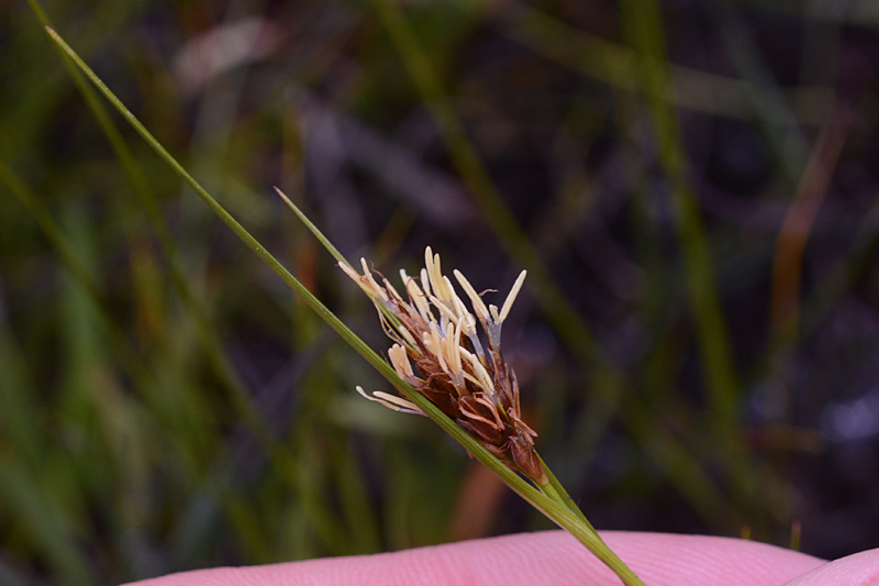 Brown Beak-sedge Rhynchospora fusca