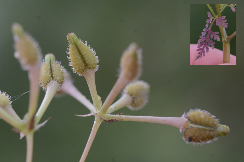 Bur Chervil Anthriscus caucalis