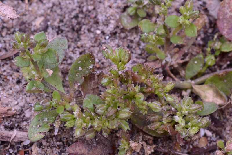 Four-leaved Allseed Polycarpon tetraphyllum