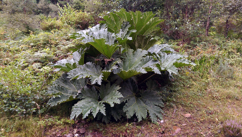 Giant Rhubarb 