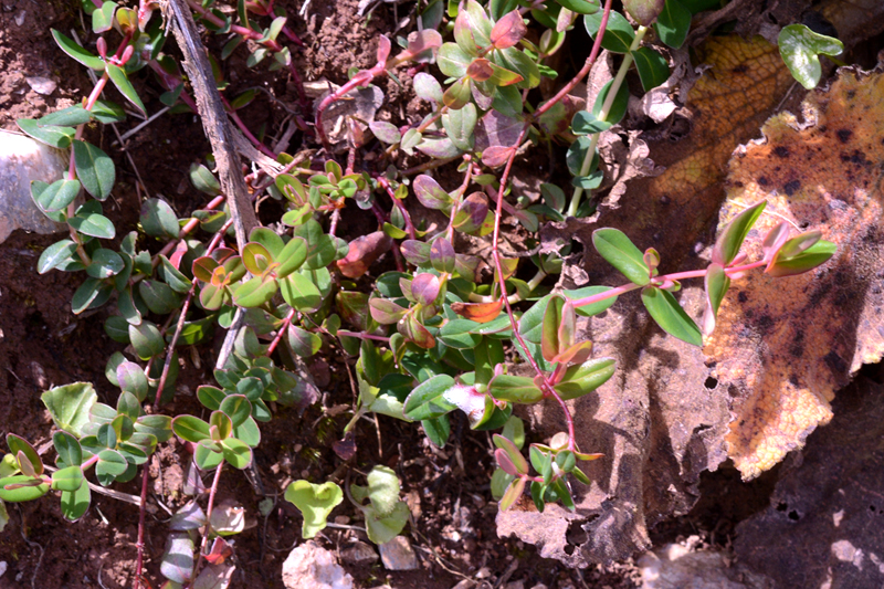 Slender St John's Wort Hypericum pulchrum