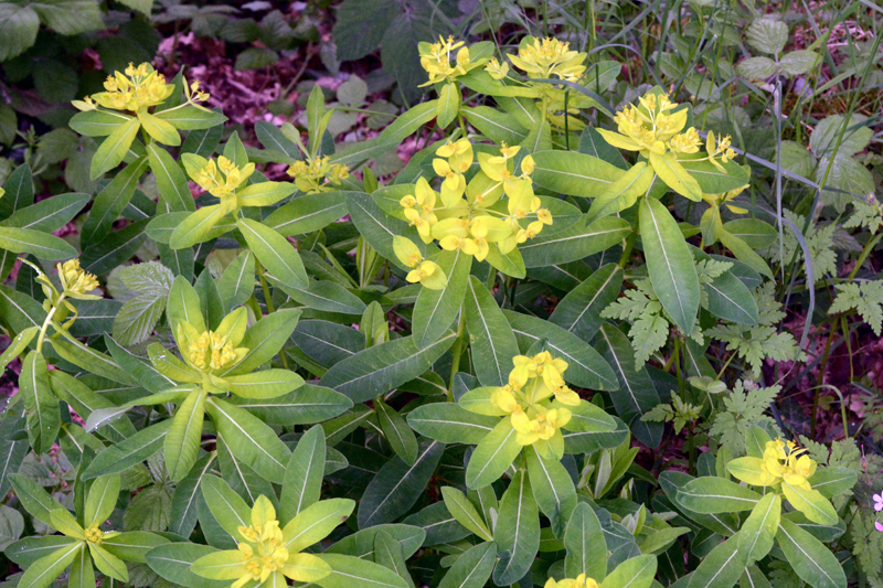 Irish spurge Euphorbia hyberna