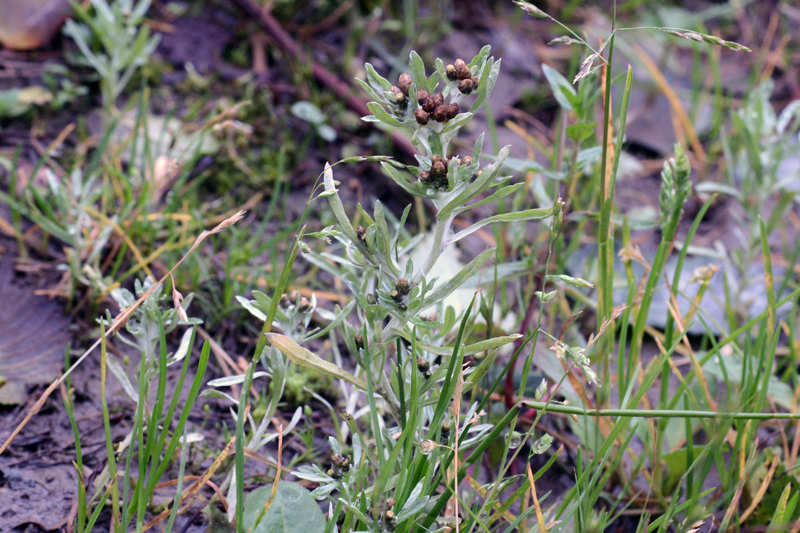 Marsh Cudweed