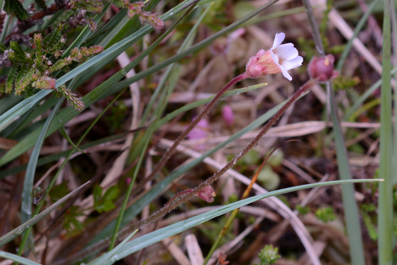 Pale Butterwort Pinguicula lusitanica