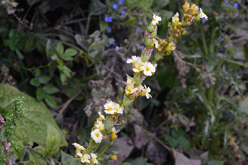 Pale Yellow-eyed Grass Sisyrinchium Striatum