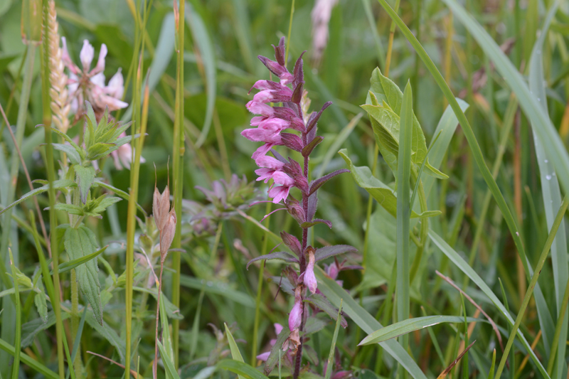 Red Bartsia Odontites vernus