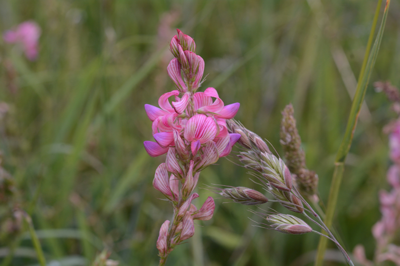 Sainfoin Onobrychis viciifolia