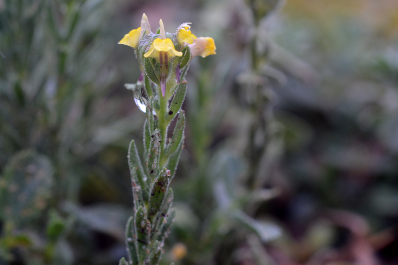 Sand Toadflax Linaria arenaria