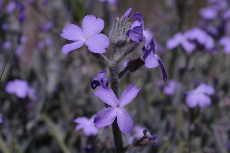 Sea Stock Matthiola sinuata