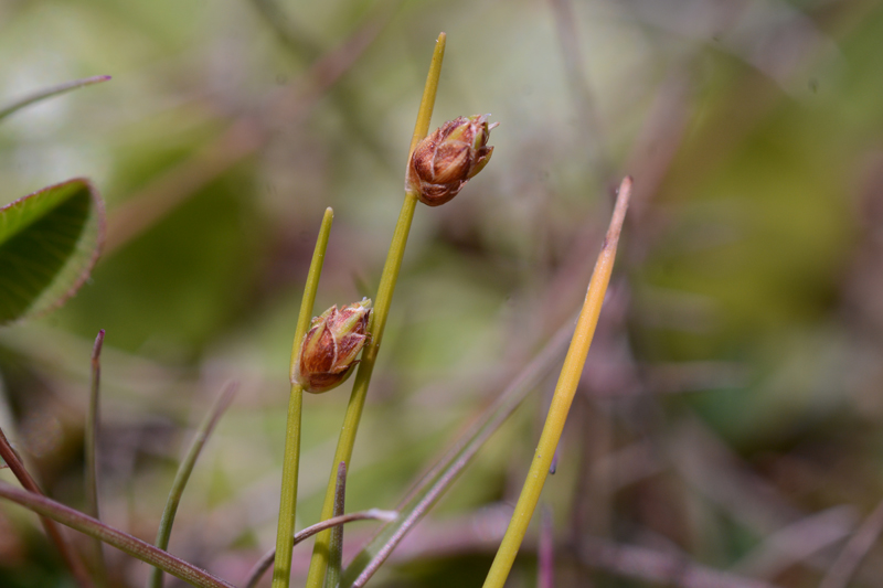 Slender Club-rush Isolepis cernua