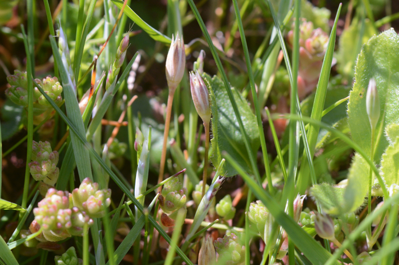 Upright Chickweed Moenchia Erecta 