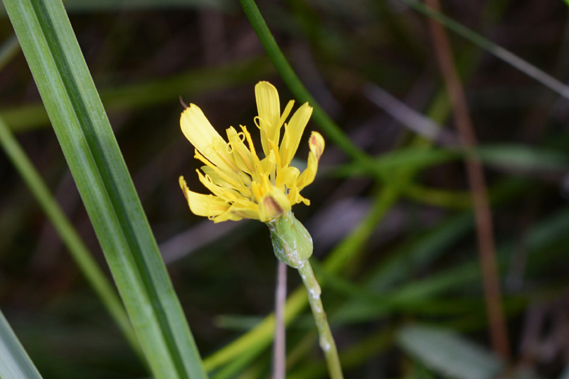 Viper's Grass Scorzonera humilis