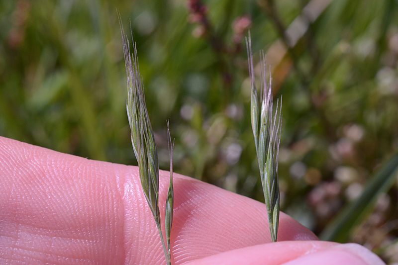 Squirrel-tail Fescue Vulpa bromoides 