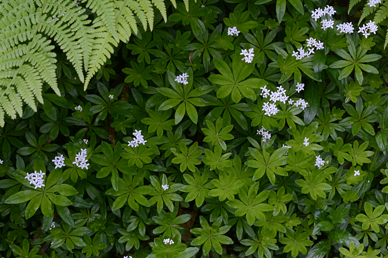 Woodruff Galium odoratum