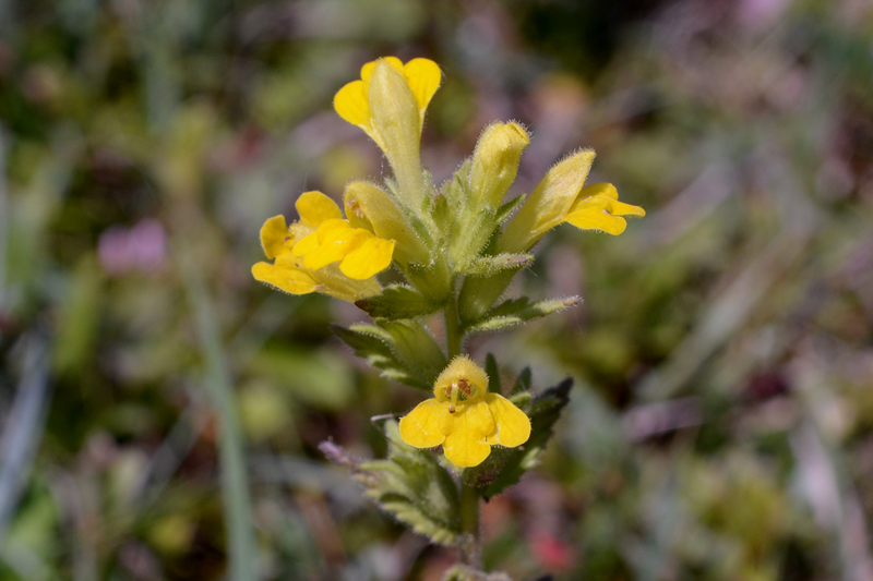 Yellow Bartsia Parentucellia viscosa