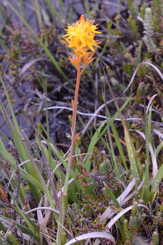 Bog Asphodel Narthecium ossifragum