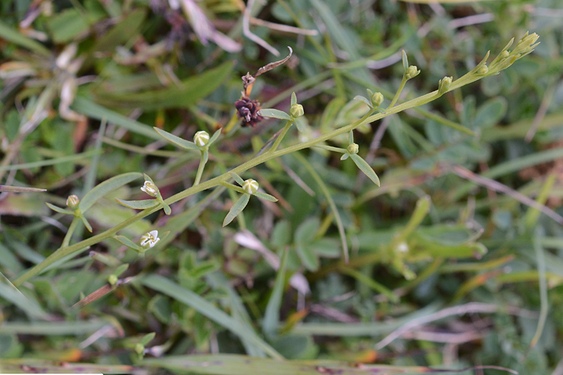 Bastard-toadflax Thesium humifusum 