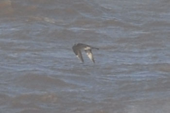 Pomarine Skua