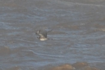 Pomarine Skua