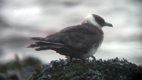 Pomarine Skua