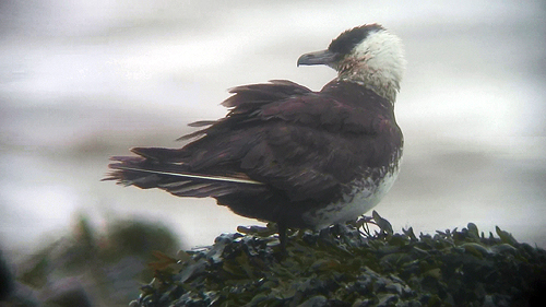 Pomarine Skua