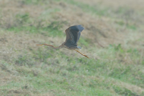 Purple Heron