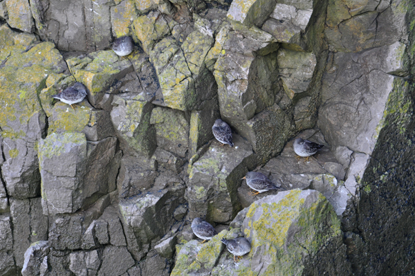 Purple Sandpiper