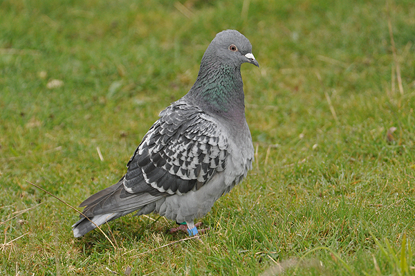 Racing Pigeon