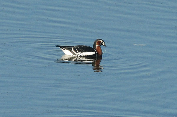 Red-breasted Goose