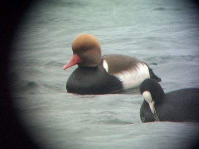 Red-crested Pochard