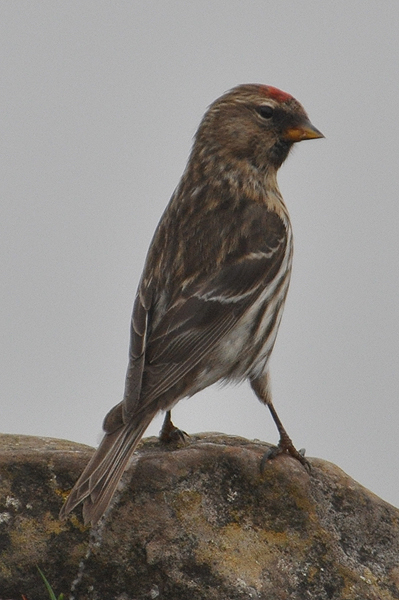 Redpoll