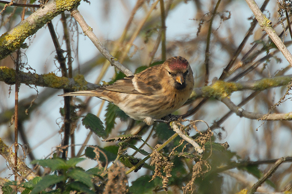 Lesser Redpoll