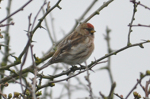 Lesser Redpoll 