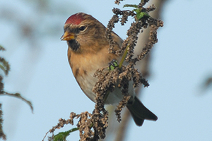 Lesser Redpoll