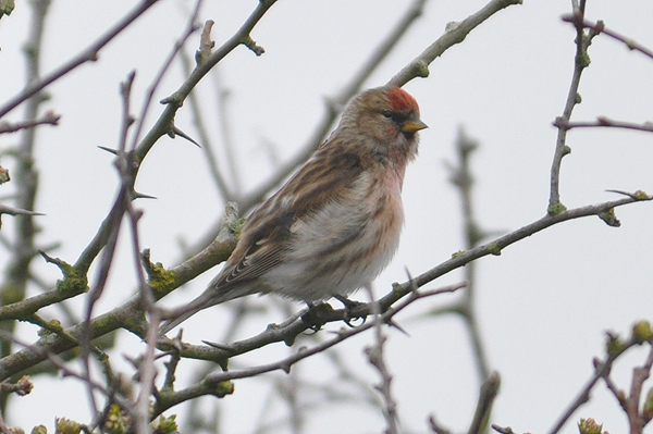 Lesser Redpoll