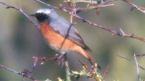 Common Redstart