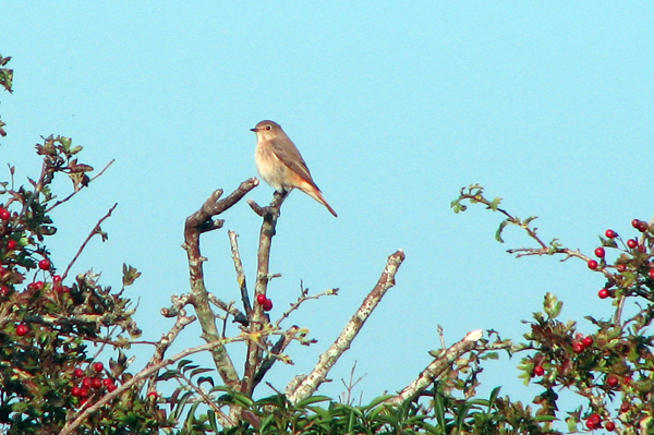 Redstart