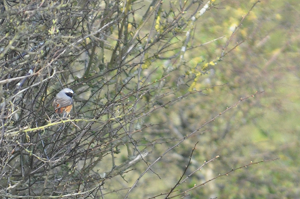 Redstart