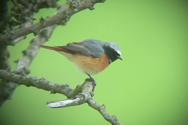 male Redstart photo