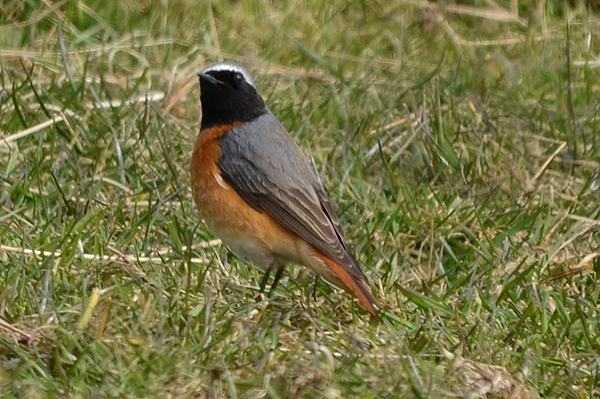 Common Redstart