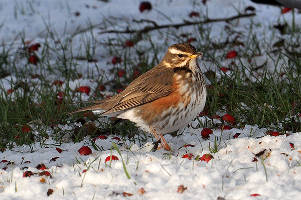 Redwing