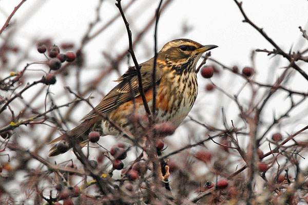 Redwing