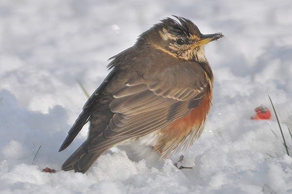 Redwing