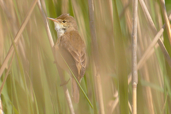 Reed Warbler 